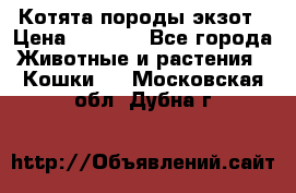 Котята породы экзот › Цена ­ 7 000 - Все города Животные и растения » Кошки   . Московская обл.,Дубна г.